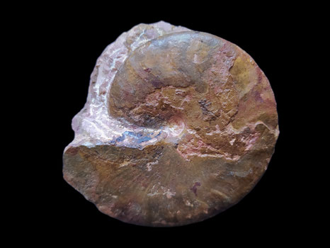 Oxycerites (Alcidellus) tenuistriatus