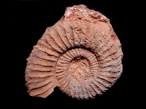 Perisphinctes (Dichotomoceras) bifurcatus
