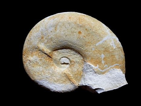Neolissoceras grassianum