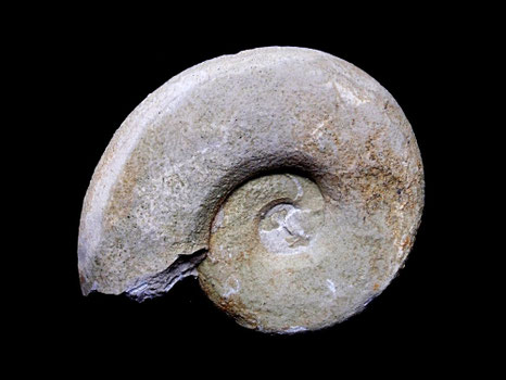 Neolissoceras grassianum