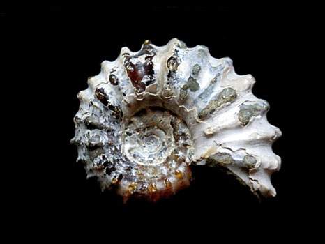 Douvilleiceras mammillatum