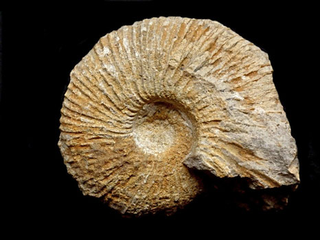 Macrocephalites macrocephalus