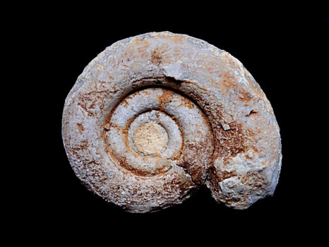 Protetragonites quadrisulcatus