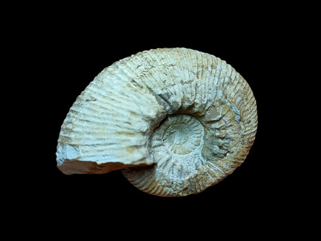 Olcostephanus asterianus