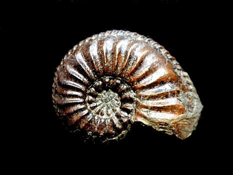 Amaltheus gibbosus