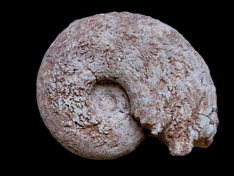 Haploceras elimatum