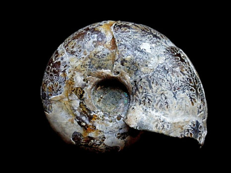 Desmoceras latidorsatum