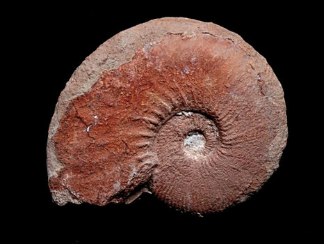 Usseliceras parvinodosum