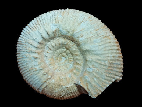 Olcostephanus asterianus