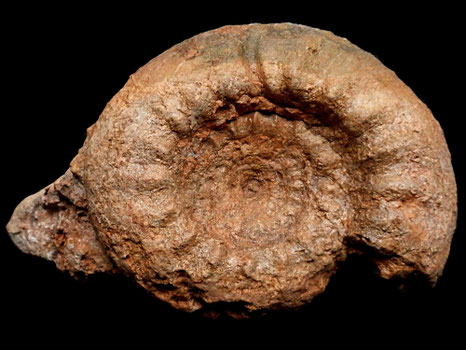 Spiticeras multiforme