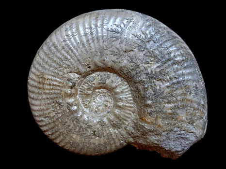Haugia variabilis