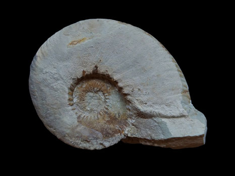 Thurmanniceras pertransiens