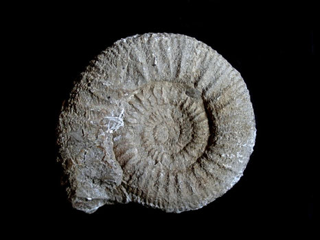 Pseudoperisphinctes subackeriae 