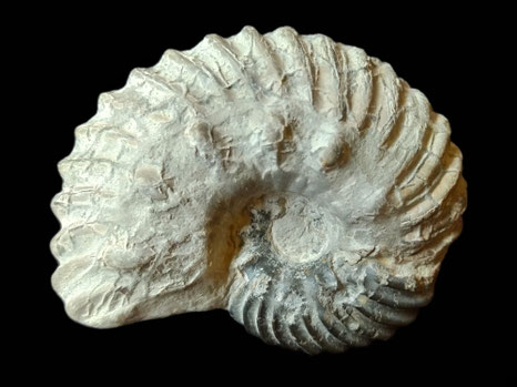 Hoplites ventrecsis