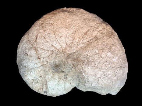 Pseudocenoceras largilliertianum