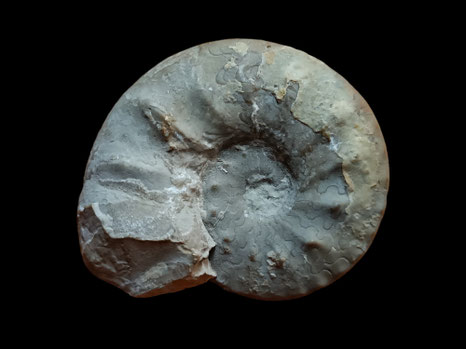 Ammonites, Ceratites nodosus