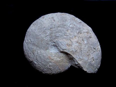 Calliphylloceras sp