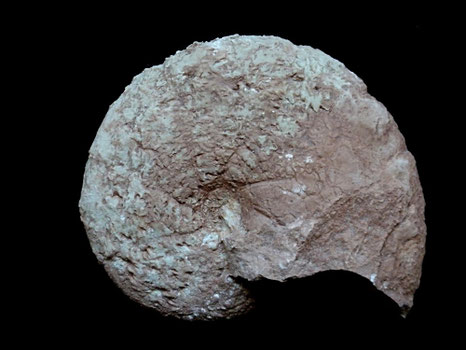 Holcophylloceras mediterraneum
