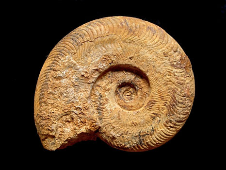 Harpoceras nitescens