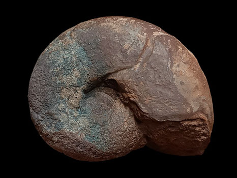 Sowerbyceras tortisulcatum