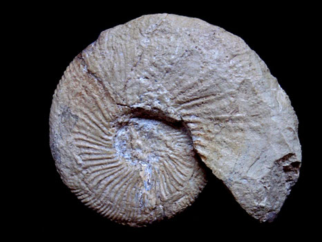 Tirnovella alpillensis