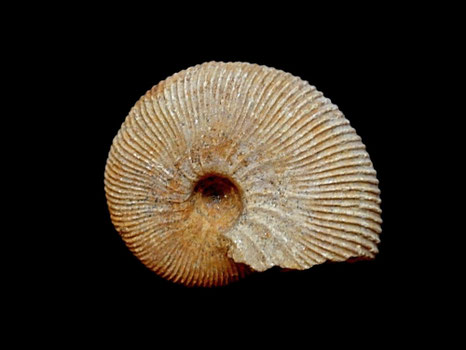 Macrocephalites lamellosa
