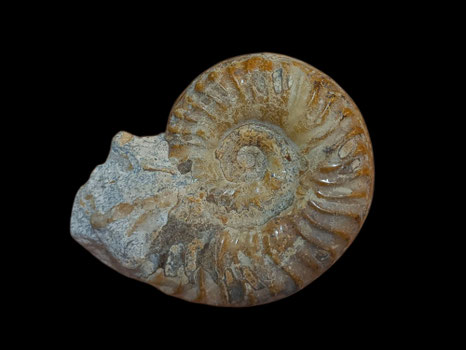 Hildoceras bifrons