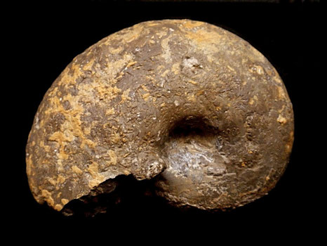 Physodoceras altenense
