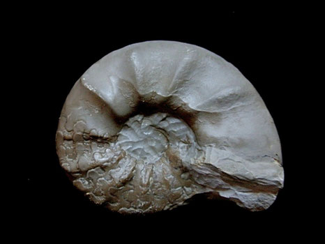 Ammonites, Ceratites evolutus