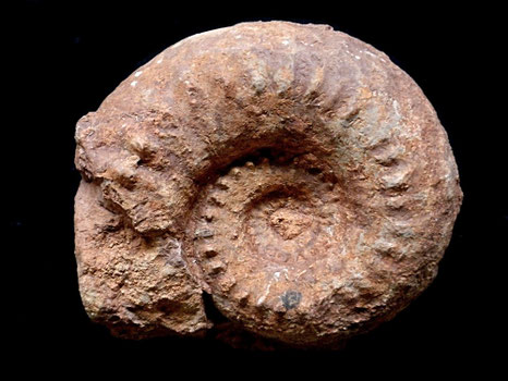 Paraspidoceras (Extranodites) magdalenae