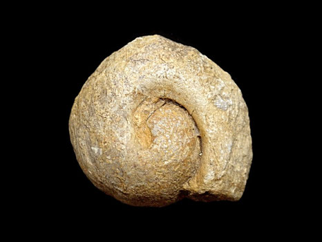 Bullatimorphites (Bomburites) microstoma