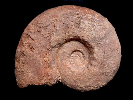 Pseudowaagenia micropla