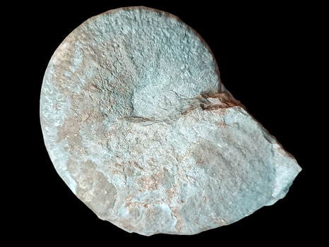 Taramelliceras compsum