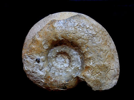 Aspidoceras binodum