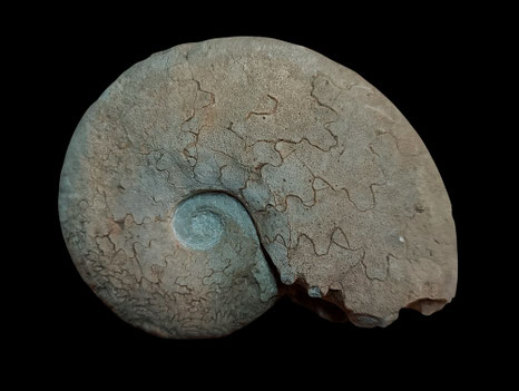 Haploceras elimatum