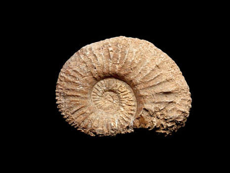 Andalusphinctes fontannesi