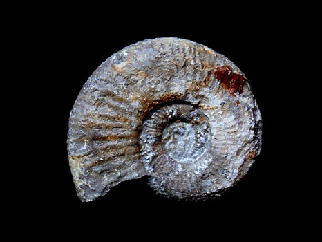 Perisphinctes (Dichotomoceras) bifurcatus