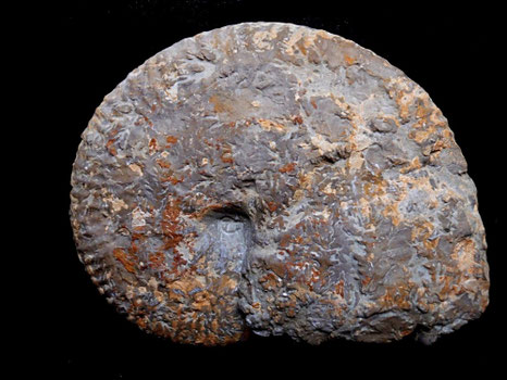 Taramelliceras hauffianum