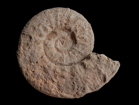 Malbosiceras pictetiforme