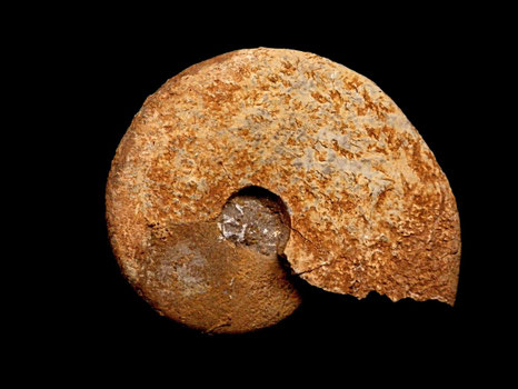 Barremites strettostoma