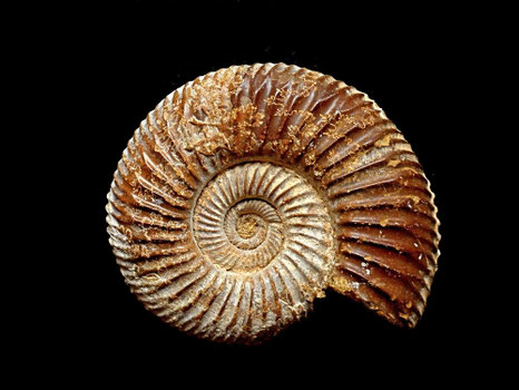 Perisphinctes (Prososphinctes) virguloides