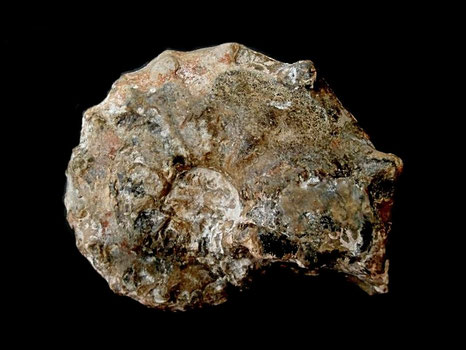 Mamites nodosoides
