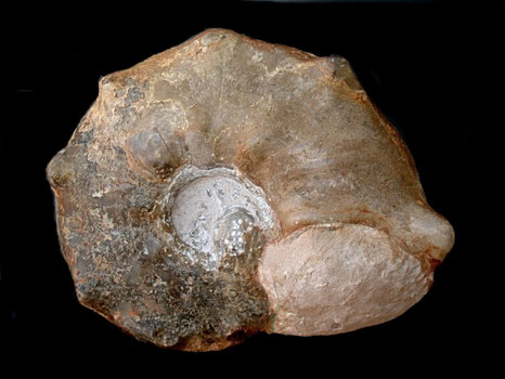 Mamites nodosoides