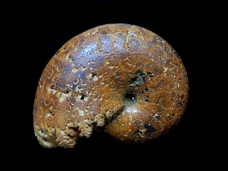 Phylloceras (Hypophylloceras tethys