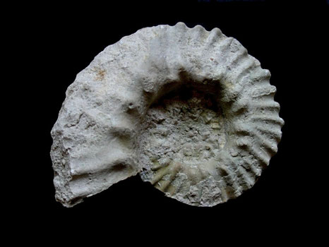 Gregoryceras transversarium
