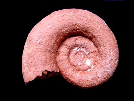 Lytoceras polyanchomenum