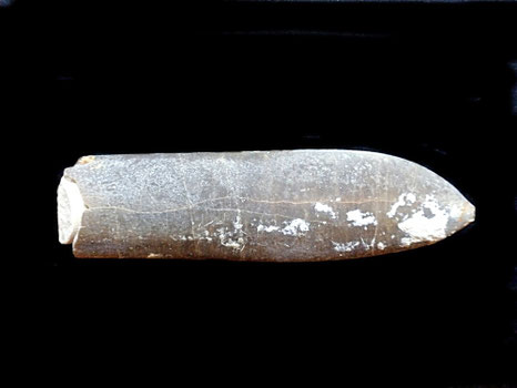 Duvalia lata