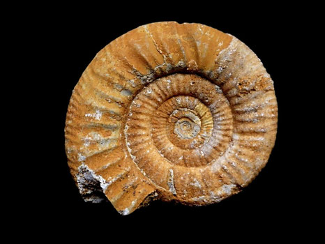 Choffatia subbalinensis