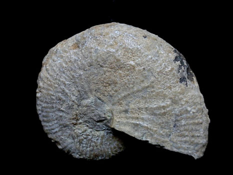Taramelliceras holbeini