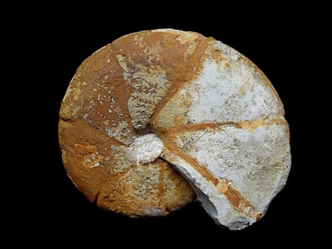 Holcophylloceras calypso